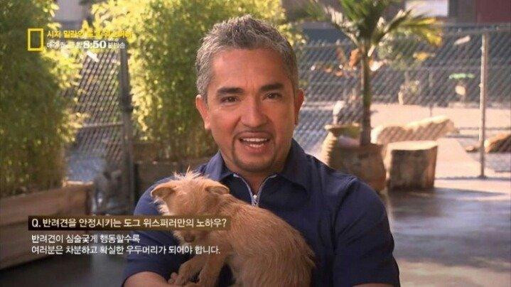 세계적인 동물 조련사의 '무는 개' 길들이기 스킬