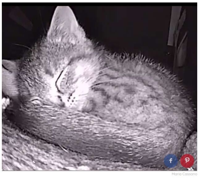 고양이 별로라던 아빠…집 지어주고 궁금해서 CCTV 설치